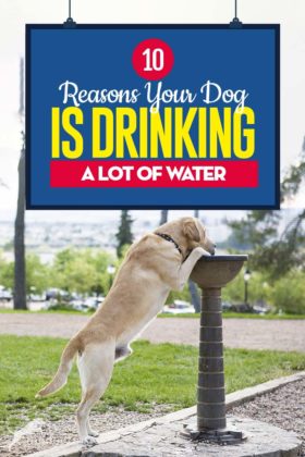 10 Reasons Your Dog Drinking a Lot of Water