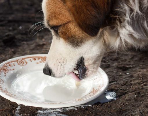 Using Dairy Products in Homemade Dog Food Recipes Using Dairy Products in Homemade Dog Food Recipes