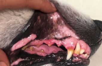Home Remedies for Tooth Infection in Dogs home remedies for dog tooth infection