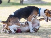 Your Dog Bit Another Dog? 7 Steps You Must Follow After the Incident Your Dog Bit Another Dog - Here Are Your Next Steps