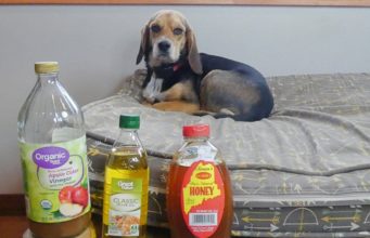 5 Best Dog Mange Home Remedies Effective on my Dog dog mange home remedies