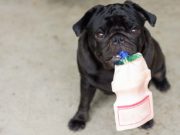 10 Reasons to Give Your Dog Probiotics (Based on Science) 10 Reasons to Give Your Dog Probiotics (Based on Science)