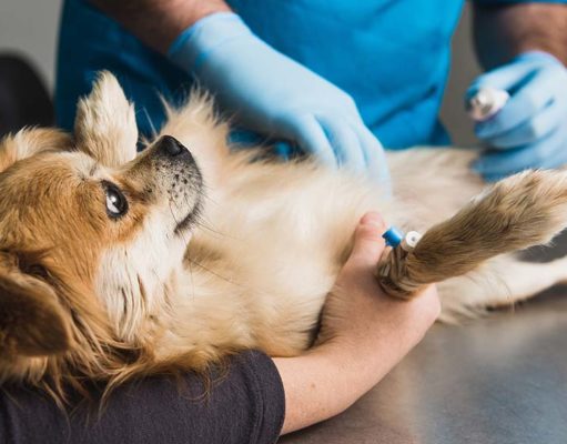 22 Signs and Symptoms That Require an Immediate Vet Visit 22 Signs and Symptoms That Require an Immediate Vet Visit