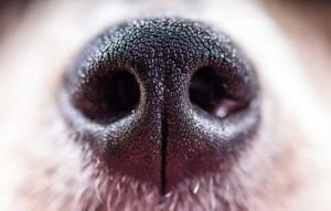 My Dog Has a Runny Nose: Reasons Why and 5 Things You Can Do