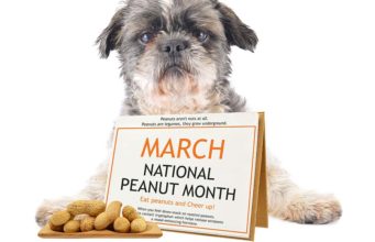 Adding Nuts to Homemade Dog Food Recipes Adding Nuts to Homemade Dog Food Recipes featured image