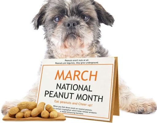 Adding Nuts to Homemade Dog Food Recipes Adding Nuts to Homemade Dog Food Recipes featured image