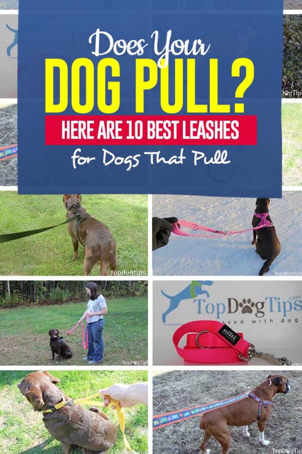 Top 10 Best Leashes for Dogs That Pull [Updated 2023]