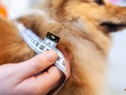 TOP #113: Dangers of Dog Obesity and How to Slim Them Down Dangers of Dog Obesity and How to Slim Down Your Dog