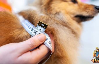 TOP #113: Dangers of Dog Obesity and How to Slim Them Down Dangers of Dog Obesity and How to Slim Down Your Dog