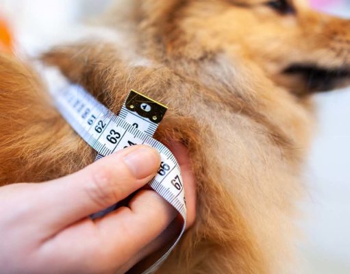 TOP #113: Dangers of Dog Obesity and How to Slim Them Down Dangers of Dog Obesity and How to Slim Down Your Dog