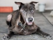 Dog Going Blind: How to Adjust and Help Your Blind Pet Dog Going Blind - What to Do and How to Prepare