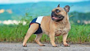 Dog Leaking Urine: Causes, Diagnosis, Treatments and Essential Supplies