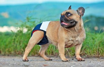 Dog Leaking Urine: Causes and Treatments Dog Leaking Urine - Causes and Treatments