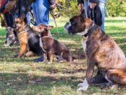 Dog Personality Test: Requirements and Testing Process Dog Personality Test - Requirements and Testing Process