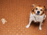 Dog Throwing Up White Foam: 11 Most Common Reasons Why Dog Throwing Up White Foam - 11 Most Common Reasons Why
