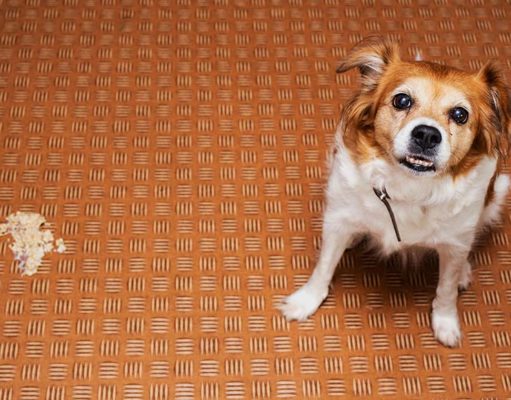 Dog Throwing Up White Foam: 11 Most Common Reasons Why Dog Throwing Up White Foam - 11 Most Common Reasons Why