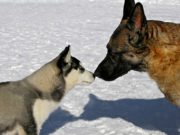 How Do Dogs Get Rabies and How to Prevent It? How Do Dogs Get Rabies and How to Prevent It