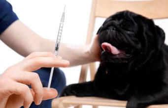 How Long Can a Diabetic Dog Go Without Insulin? How Long Can a Diabetic Dog Go Without Insulin