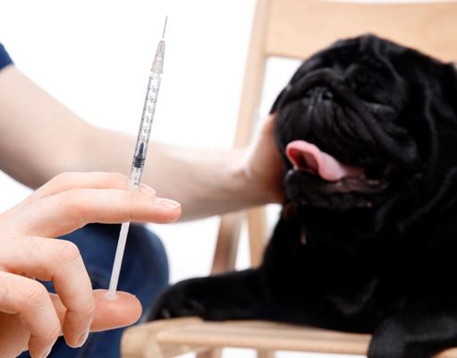 How Long Can a Diabetic Dog Go Without Insulin? How Long Can a Diabetic Dog Go Without Insulin