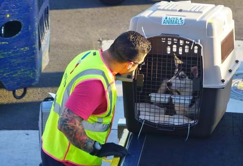 How to Choose a Suitable Pet Carrier for Air Travel