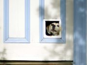 How to Shop for Dog Doors, Pick the Right Type and Install Them How to Shop for Dog Doors
