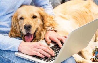 TOP #114: How to Turn Your Dreams Into a Successful Pet Business How to Turn Your Dreams Into a Successful Pet Business