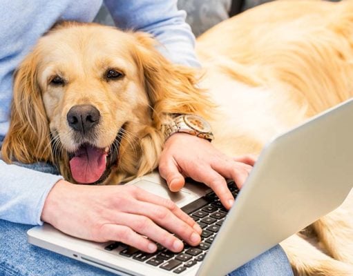 TOP #114: How to Turn Your Dreams Into a Successful Pet Business How to Turn Your Dreams Into a Successful Pet Business