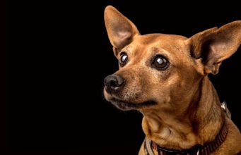 Lenticular Sclerosis in Dogs: Causes, Symptoms, Treatments, Diet Lenticular Sclerosis in Dogs - Causes, Symptoms, Treatments