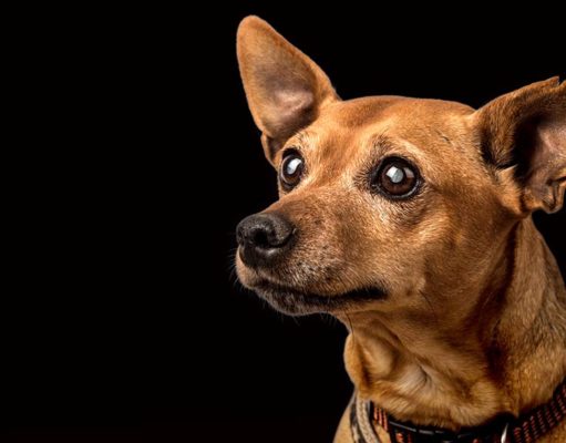 Lenticular Sclerosis in Dogs: Causes, Symptoms, Treatments, Diet Lenticular Sclerosis in Dogs - Causes, Symptoms, Treatments