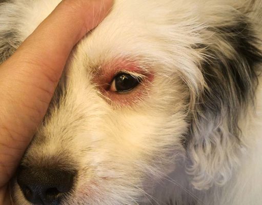 Red Eyes in Your Dog: Here’s Why and What to Do My Dog Has Red Eyes - Here's Why and What to Do