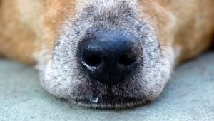 My Dog Has a Runny Nose: Reasons Why and 5 Things You Can Do