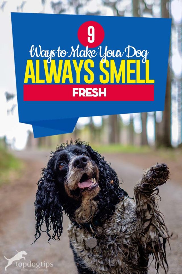 9 Ways to Make Your Dog Always Smell Fresh Top Dog Tips