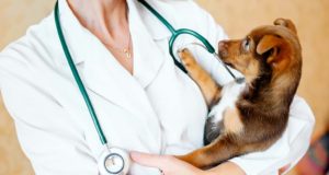 13 Best Gifts for Veterinarians For Holidays or Any Day! (Updated 2023)