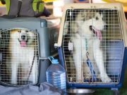 5 Things to Know Before Shipping Dogs by Air Two dogs, each in crates, getting ready to be shipped by air