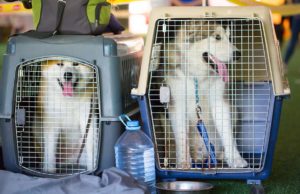 5 Things to Know Before Shipping Dogs by Air Two dogs, each in crates, getting ready to be shipped by air