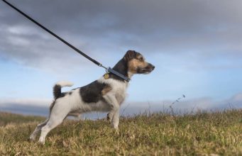 Top 9 Best No Pull Dog Collar Choices Top 9 Best No Pull Dog Collar Choices