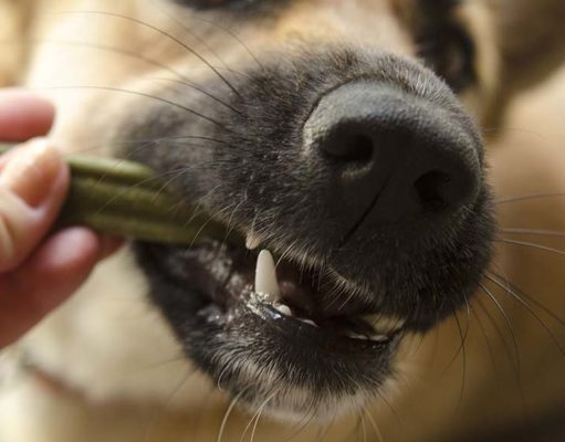 Dog Dental Chews: The 5 Best Recommended by Vets Vet recommended dental chews