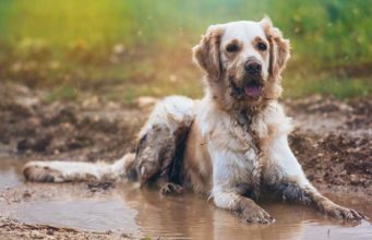 9 Ways to Make Your Dog Always Smell Fresh Ways to Make Your Dog Always Smell Fresh
