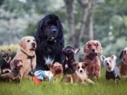 What Dog Is Best for Me? Tips On How to Choose Your Next Pet What Dog Is Best for Me - Tips On How To Choose Your Next Pet