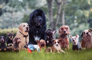 What Dog Is Best for Me? Tips On How to Choose Your Next Pet What Dog Is Best for Me - Tips On How To Choose Your Next Pet