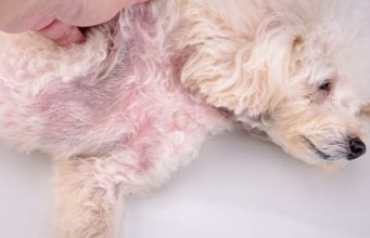 3 Best Dog Yeast Infection Home Remedies dog yeast infection home remedy