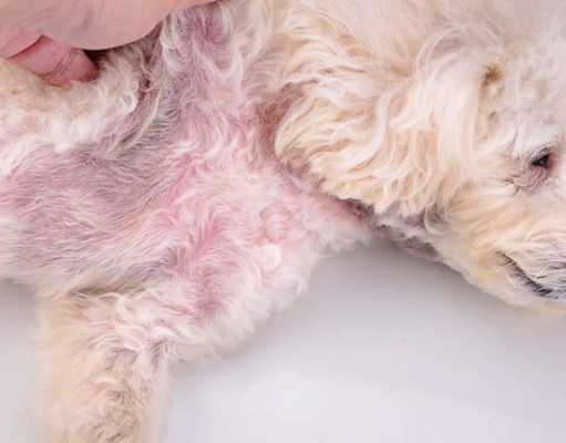 3 Best Dog Yeast Infection Home Remedies dog yeast infection home remedy