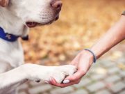 How to Teach a Dog to Shake Paw how to teach a dog to shake paw