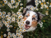 12 Things Dog Owners Should Watch Out for in Spring Spring Picnic with Dogs: Avoid unfamiliar and possibly toxic flowers