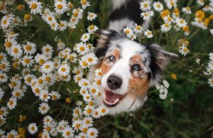 12 Things Dog Owners Should Watch Out for in Spring Spring Picnic with Dogs: Avoid unfamiliar and possibly toxic flowers