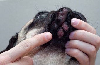 13 Most Common Signs of Allergies in Dogs 13 Most Common Signs of Allergies in Dogs