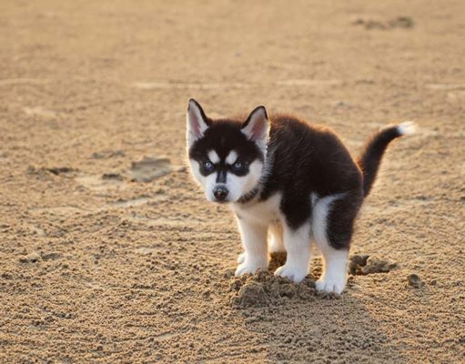 15 Reasons for Blood in Dog’s Stool 15 Reasons for Blood in Dog's Stool