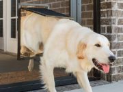 5 Best Storm Doors with Dog Doors 5 Best Storm Doors with Dog Doors