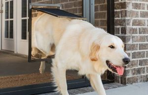 5 Best Storm Doors with Dog Doors 5 Best Storm Doors with Dog Doors