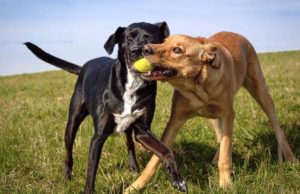 5 Safest Tennis Balls for Dogs 5 Safest Tennis Balls For Dogs